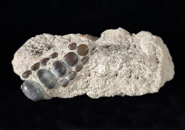 Phacodus punctatus (DIXON 1850) - Bild © FossNet FossilienStore